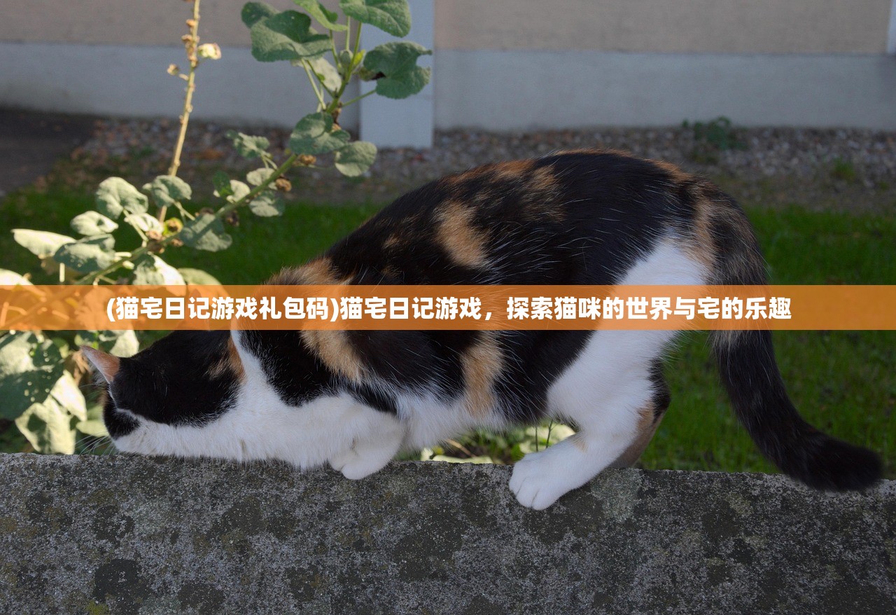 (猫宅日记游戏礼包码)猫宅日记游戏，探索猫咪的世界与宅的乐趣