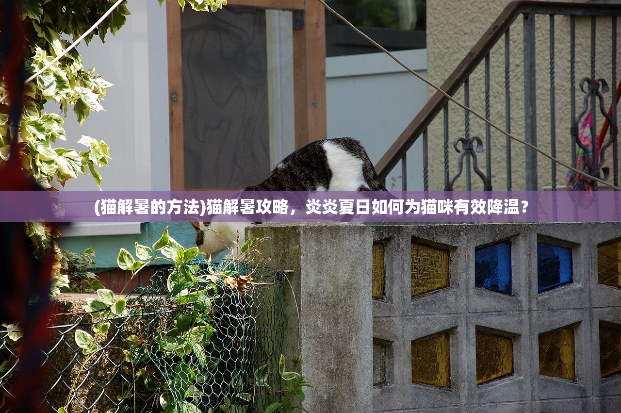 (猫解暑的方法)猫解暑攻略，炎炎夏日如何为猫咪有效降温？