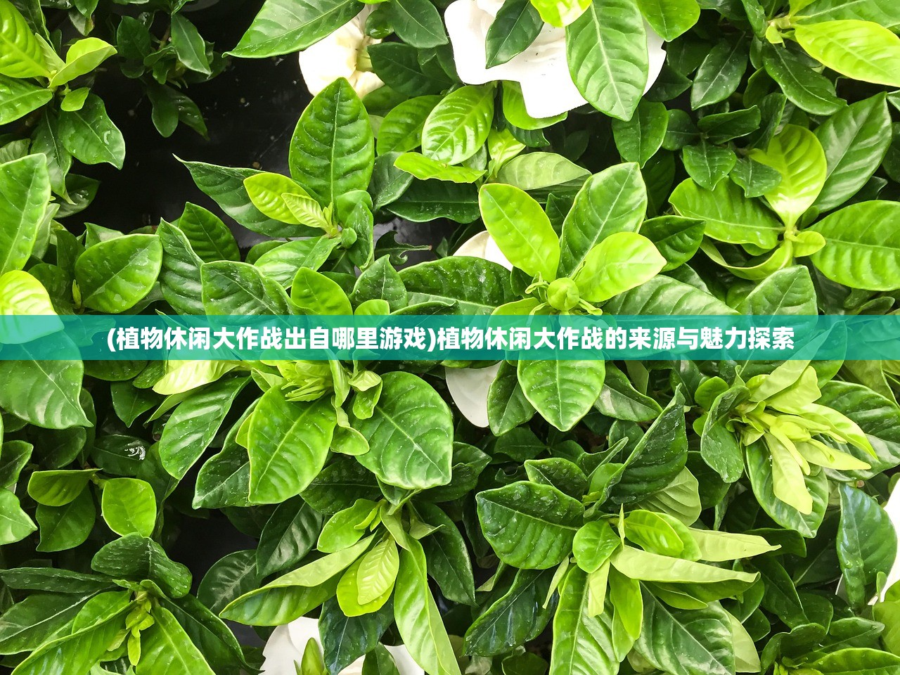 (植物休闲大作战出自哪里游戏)植物休闲大作战的来源与魅力探索