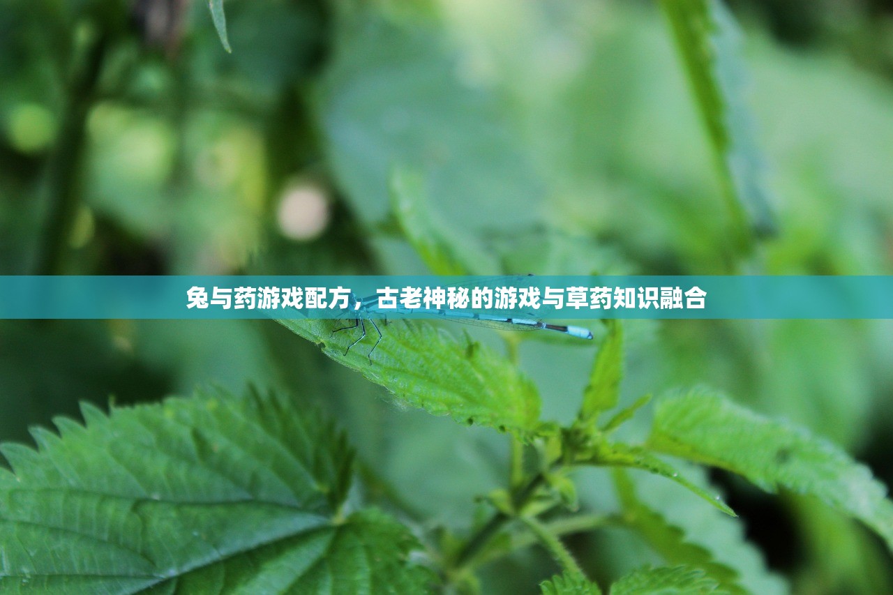 兔与药游戏配方，古老神秘的游戏与草药知识融合