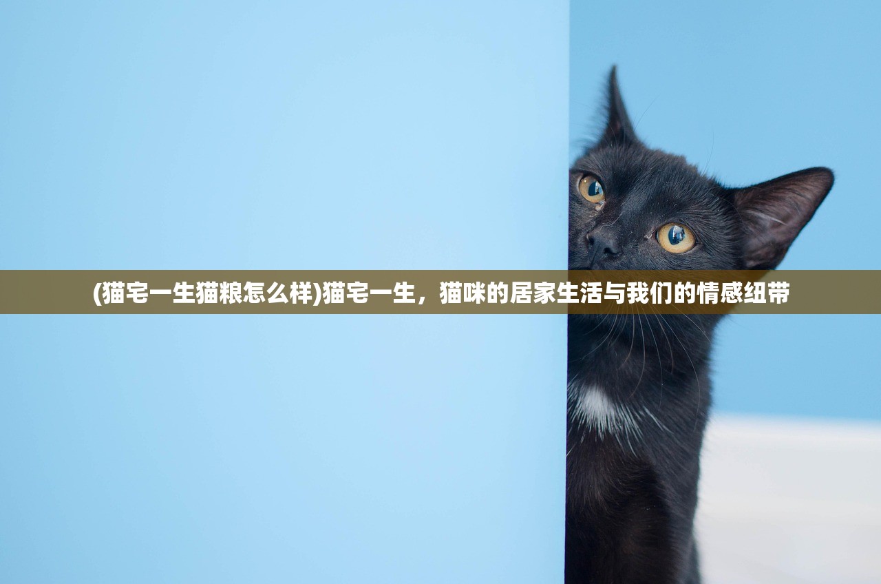 (猫宅一生猫粮怎么样)猫宅一生，猫咪的居家生活与我们的情感纽带