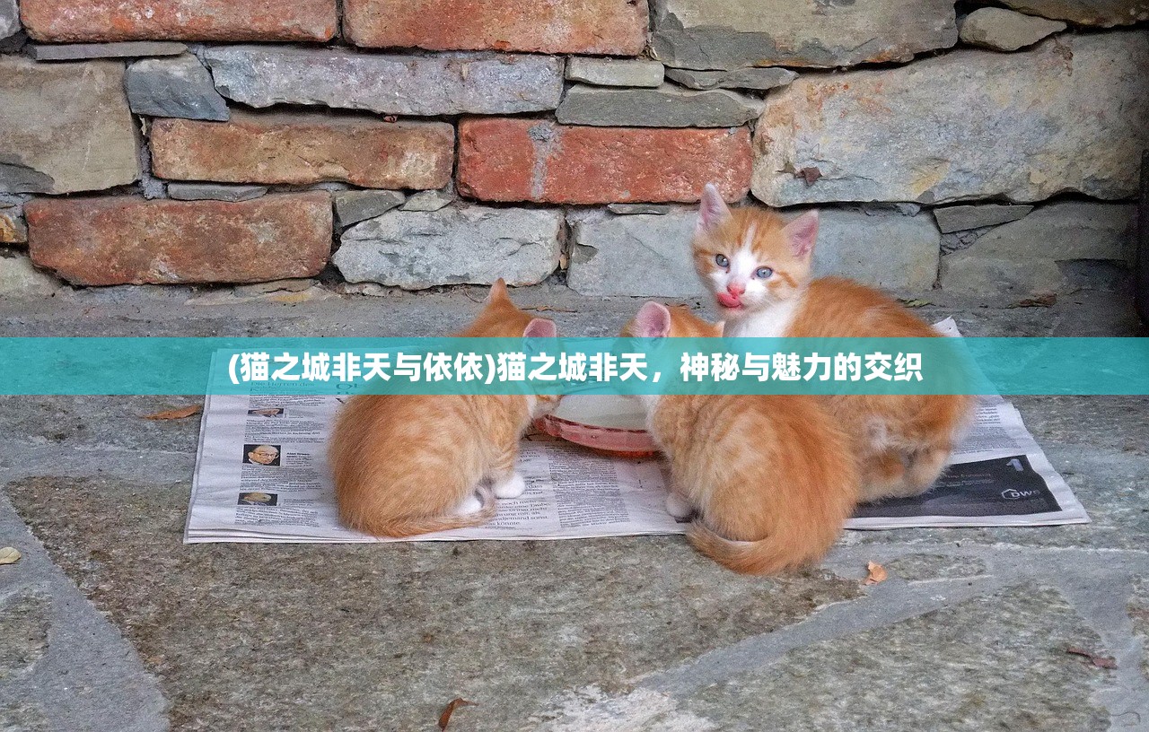 (猫之城非天与依依)猫之城非天，神秘与魅力的交织