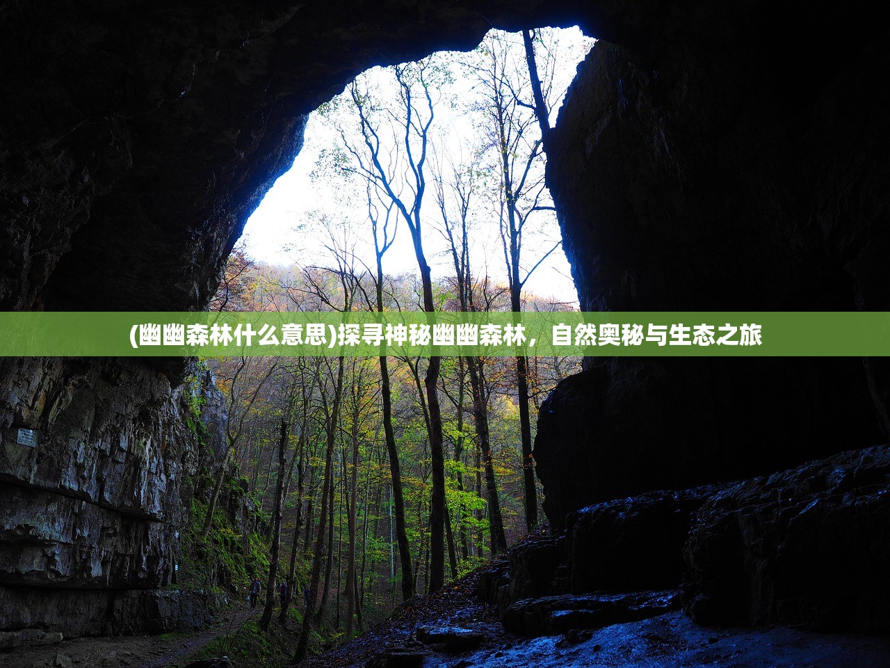 (幽幽森林什么意思)探寻神秘幽幽森林,自然奥秘与生态之旅 (幽幽森林什么意思)探寻神秘幽幽森林,自然奥秘与生态之旅