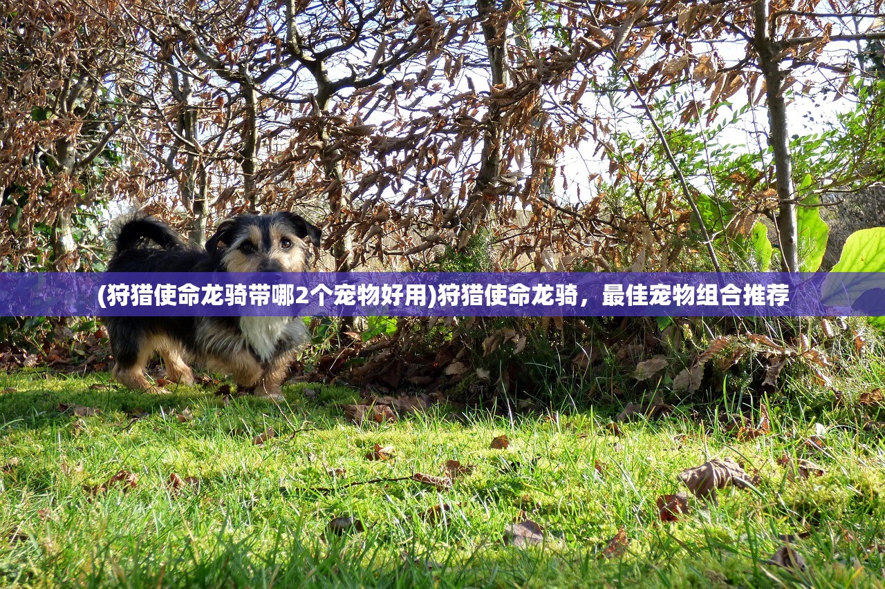 (狩猎使命龙骑带哪2个宠物好用)狩猎使命龙骑,最佳宠物组合推荐 (狩猎使命龙骑带哪2个宠物好用)狩猎使命龙骑,最佳宠物组合推荐