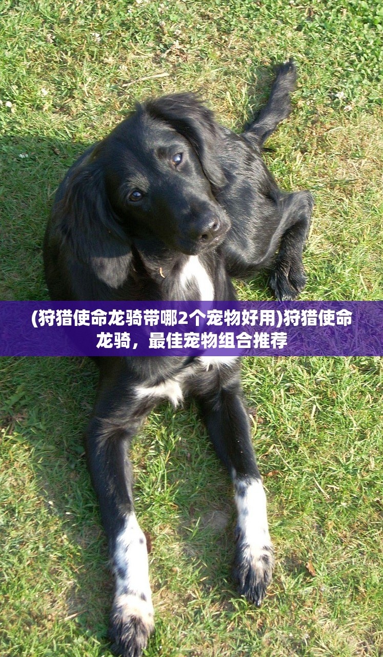 (狩猎使命龙骑带哪2个宠物好用)狩猎使命龙骑,最佳宠物组合推荐 (狩猎使命龙骑带哪2个宠物好用)狩猎使命龙骑,最佳宠物组合推荐