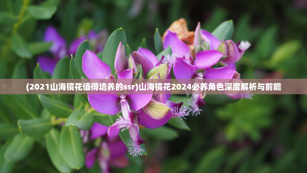 (2021山海镜花值得培养的ssr)山海镜花2024必养角色深度解析与前瞻